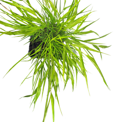 Hakonechloa macra 'Tout Or'