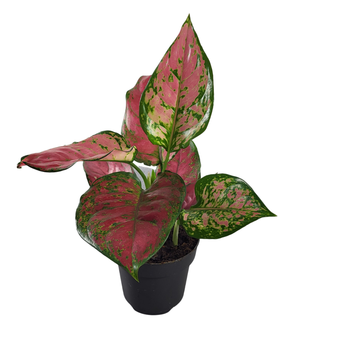 Aglaonema red Joy