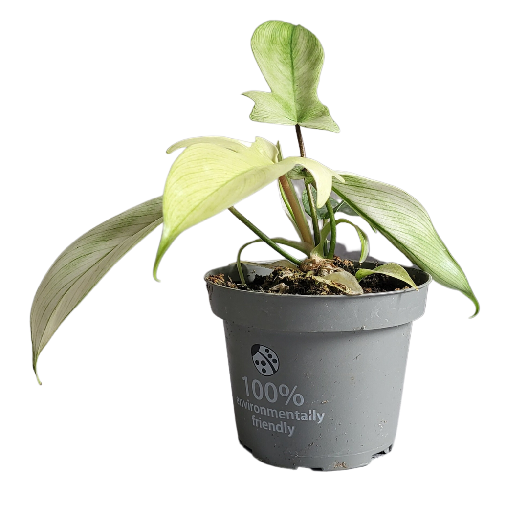 Peperomia Caperata Cayenne