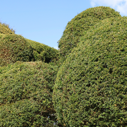 Taxus baccata