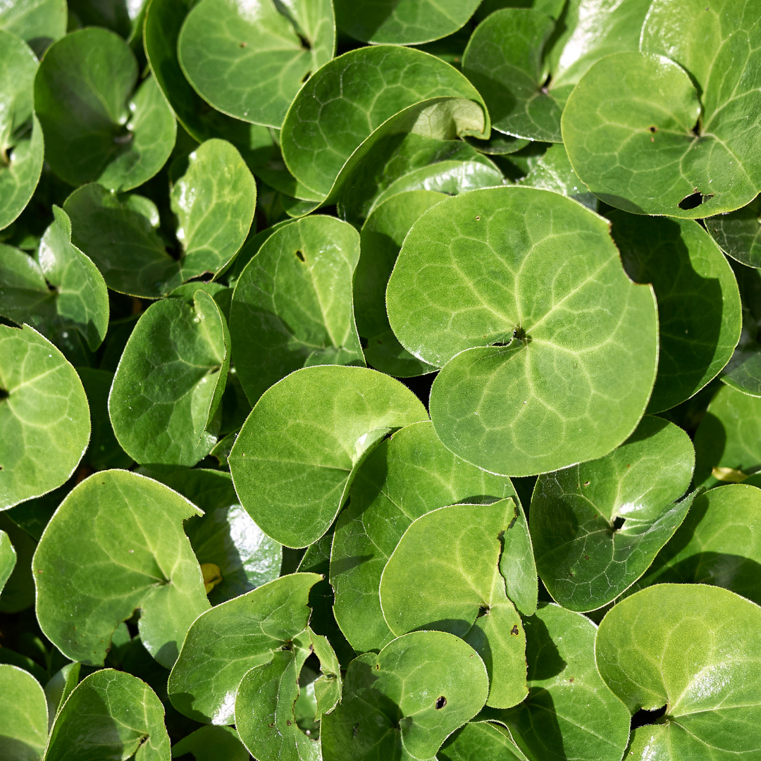 Asarum Europaeum