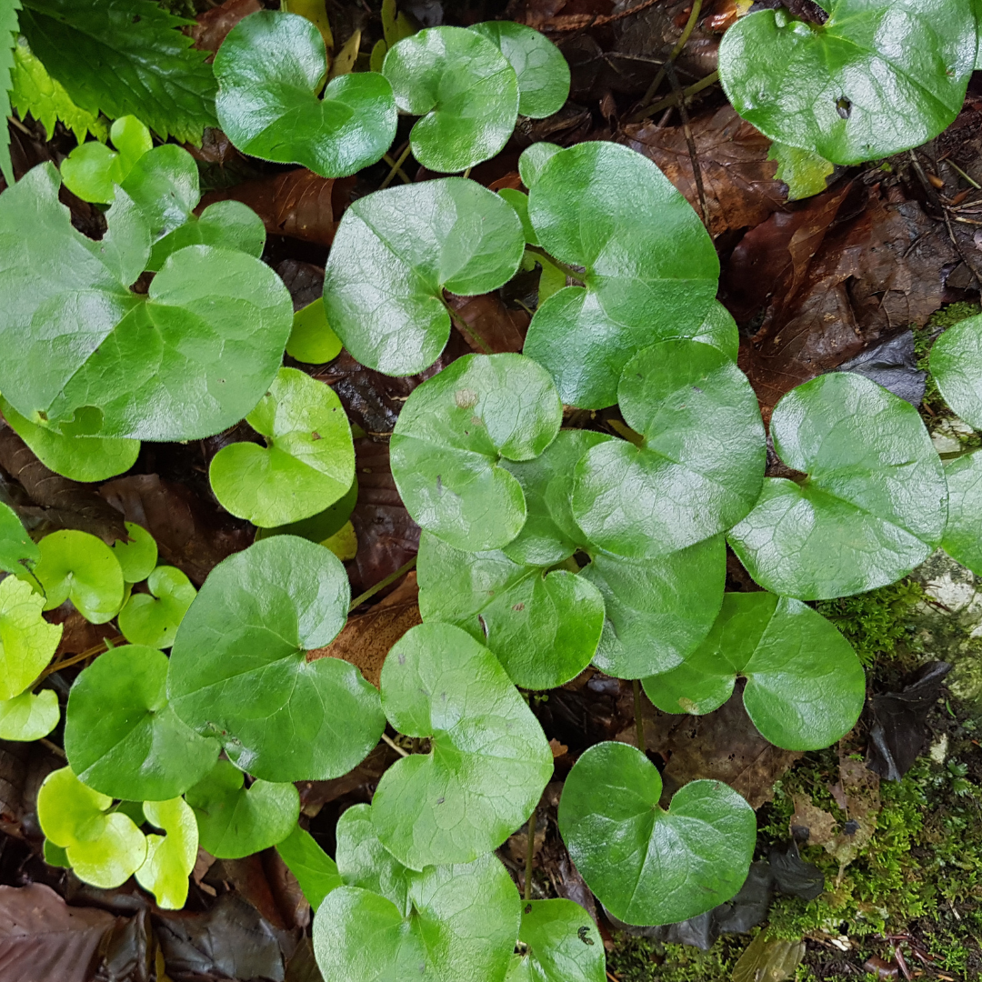 Asarum Europaeum