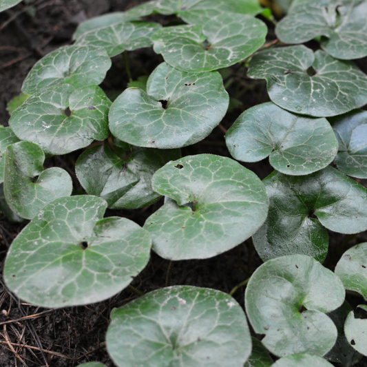 Asarum Europaeum