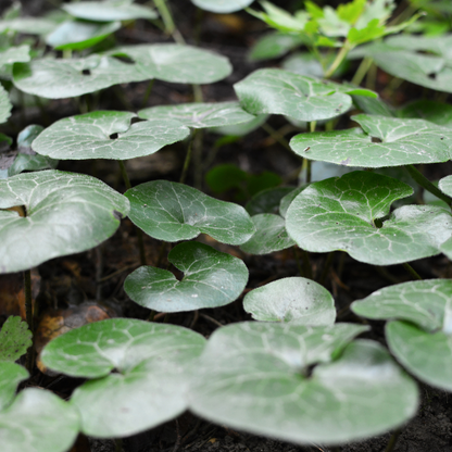 Asarum Europaeum