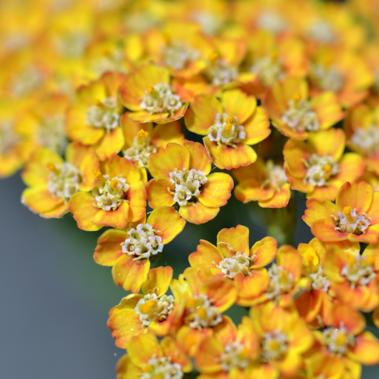 Achillea millefolium Terracotta