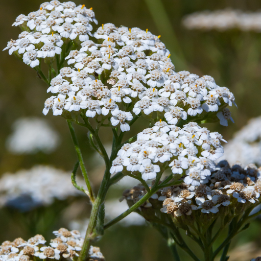 Achillea millefolium