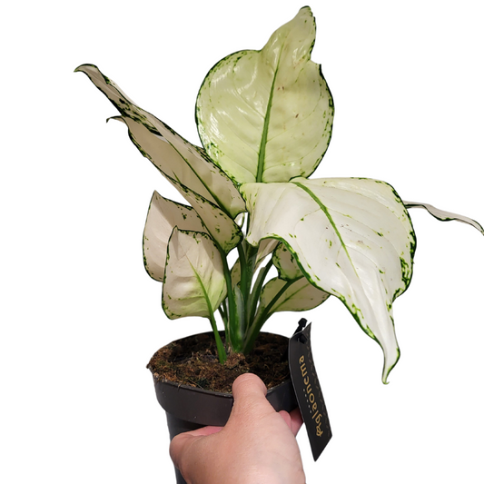 Aglaonema joie blanche