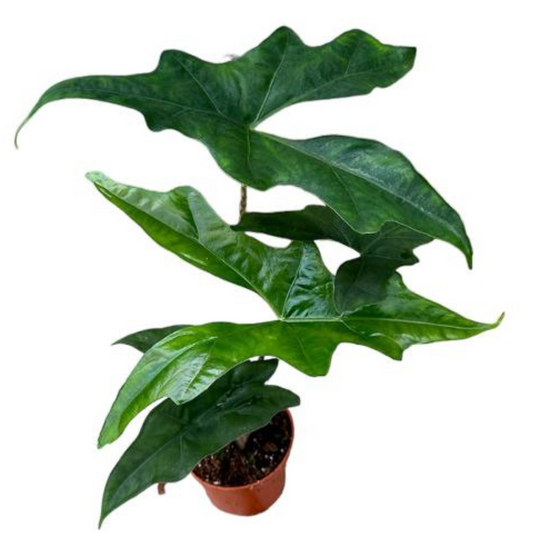 Plante bébé Aglaonema commutatum rouge de Chine