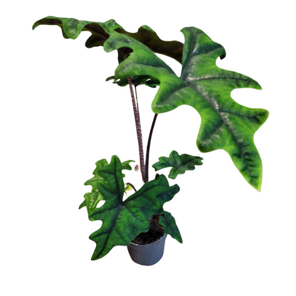 Alocasia Tandurusa / Jacklyn