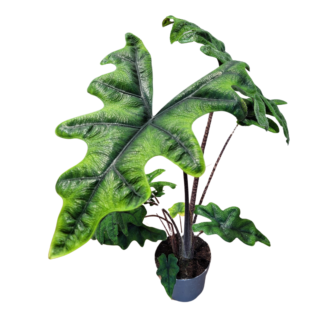 Alocasia Tandurusa / Jacklyn