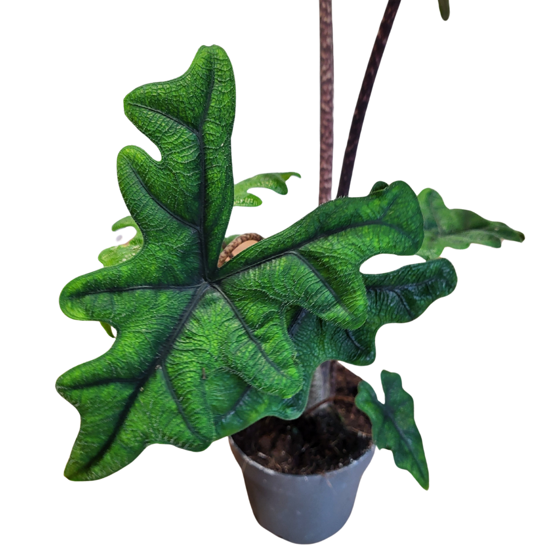 Alocasia Tandurusa / Jacklyn