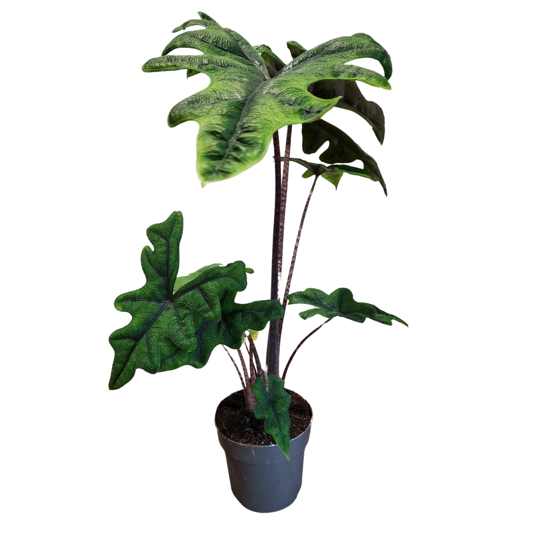 Alocasia Tandurusa / Jacklyn