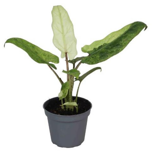 Plante bébé Aglaonema commutatum rouge de Chine