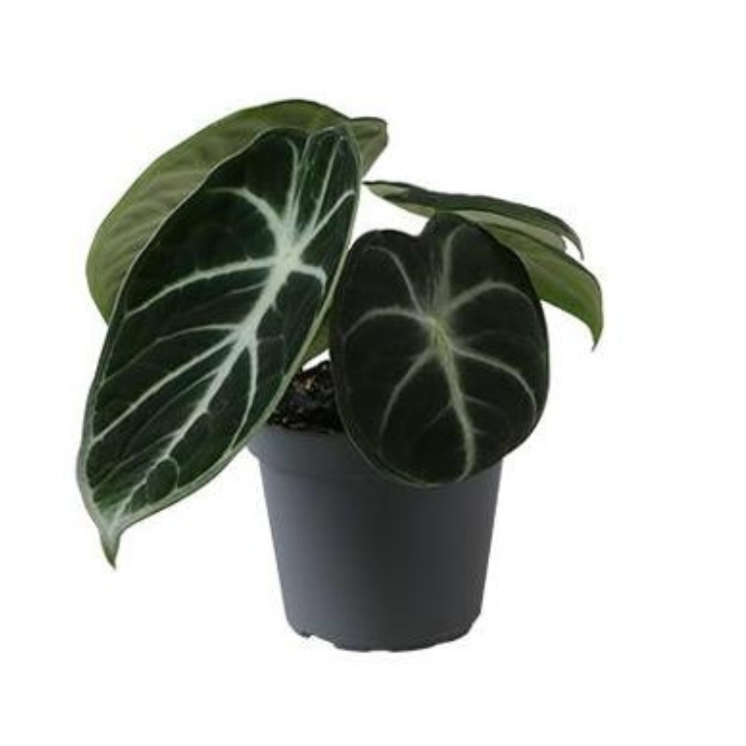 Alocasia Ninja