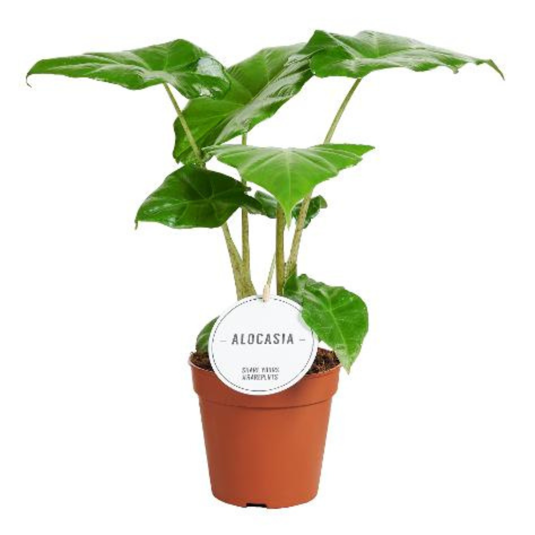 Plante bébé Aglaonema commutatum rouge de Chine