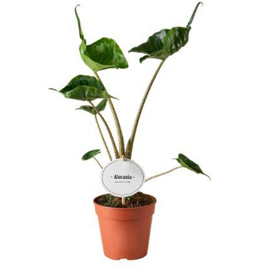 Plante bébé Aglaonema commutatum rouge de Chine