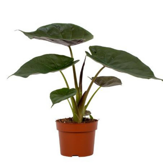 Plante bébé Aglaonema commutatum rouge de Chine