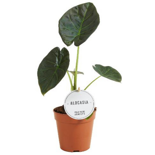 Plante bébé Aglaonema commutatum rouge de Chine