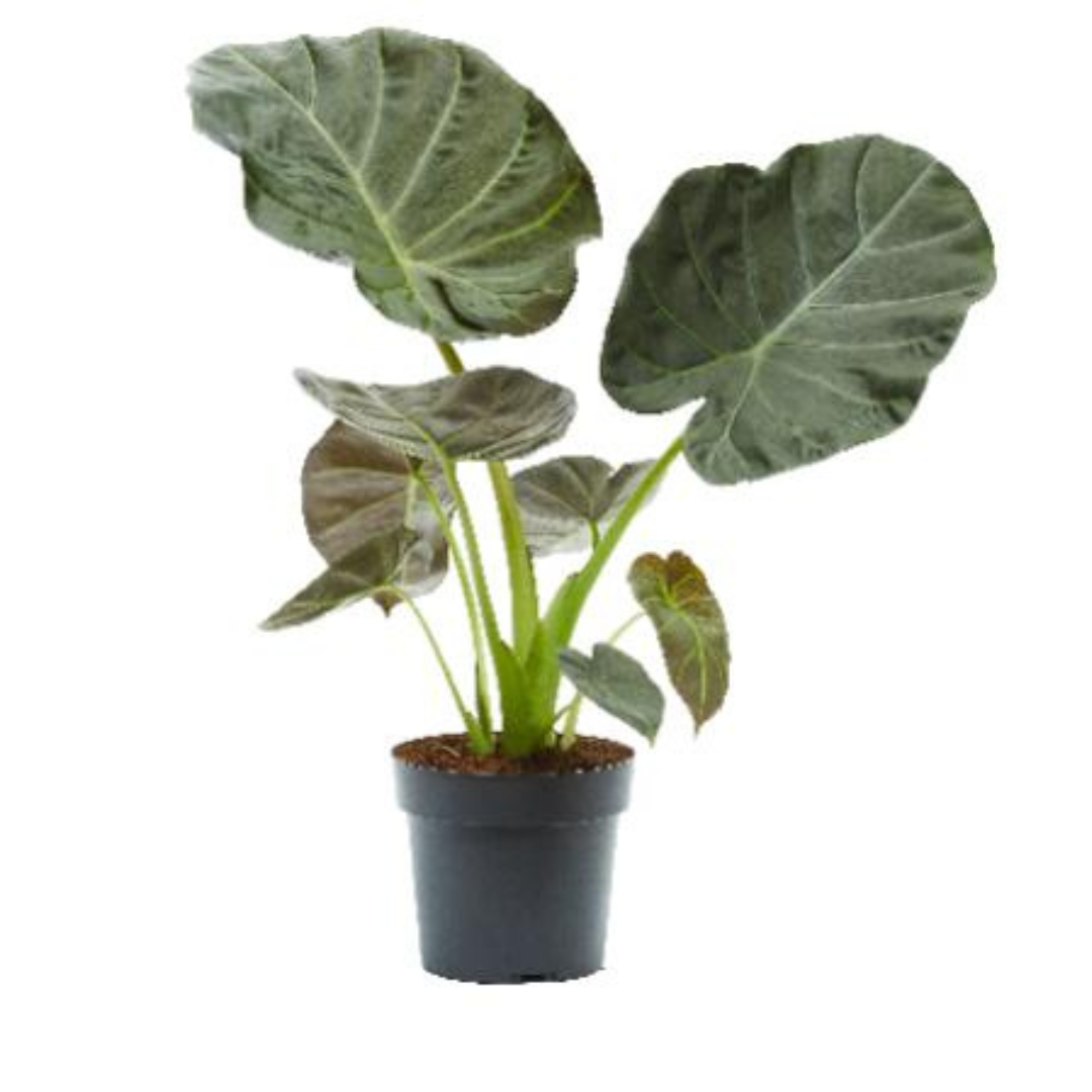 Alocasia Regal Shield