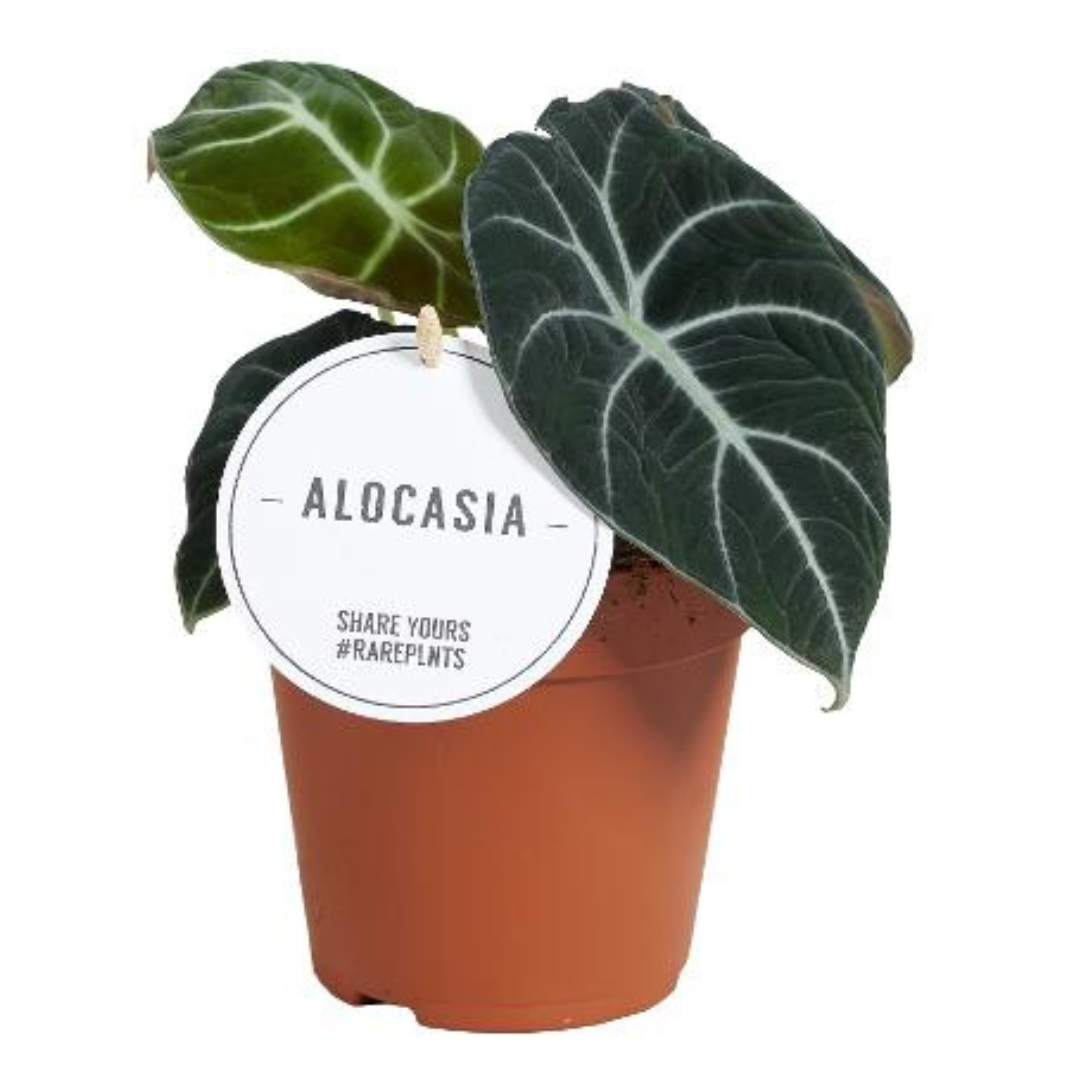 Alocasia Black velvet