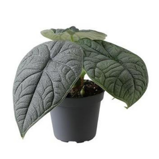 Plante bébé Aglaonema commutatum rouge de Chine