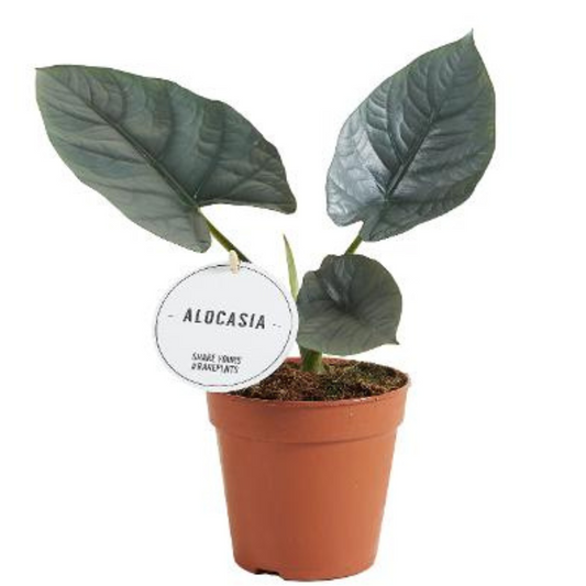 Plante bébé Aglaonema commutatum rouge de Chine