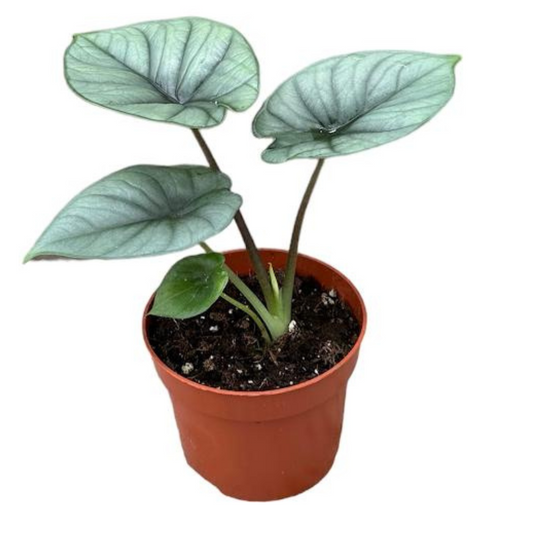 Alocasia Platinum