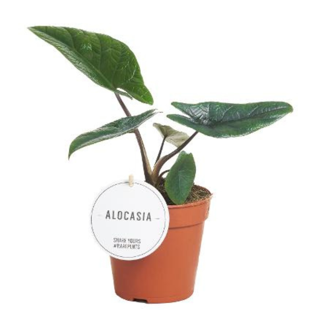 Alocasia scalprum