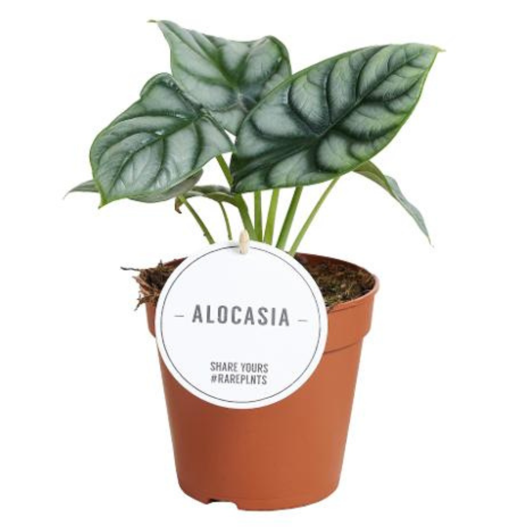 Plante bébé Aglaonema commutatum rouge de Chine