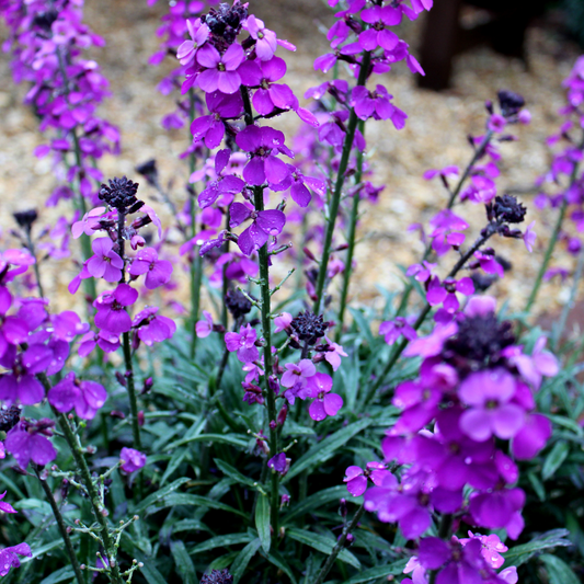 Erysimum cheiri "Bowles Mauve"