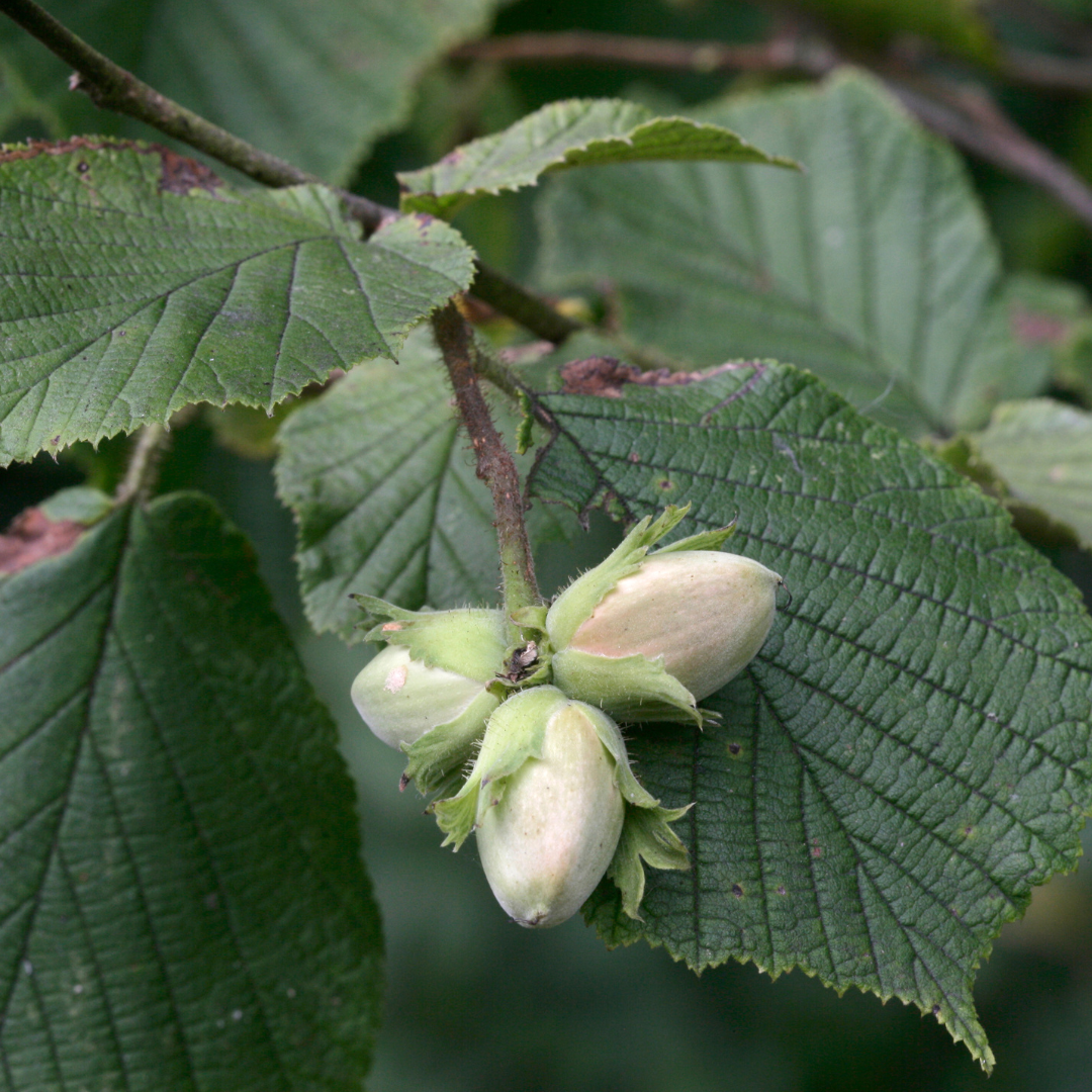 Corylus avellana