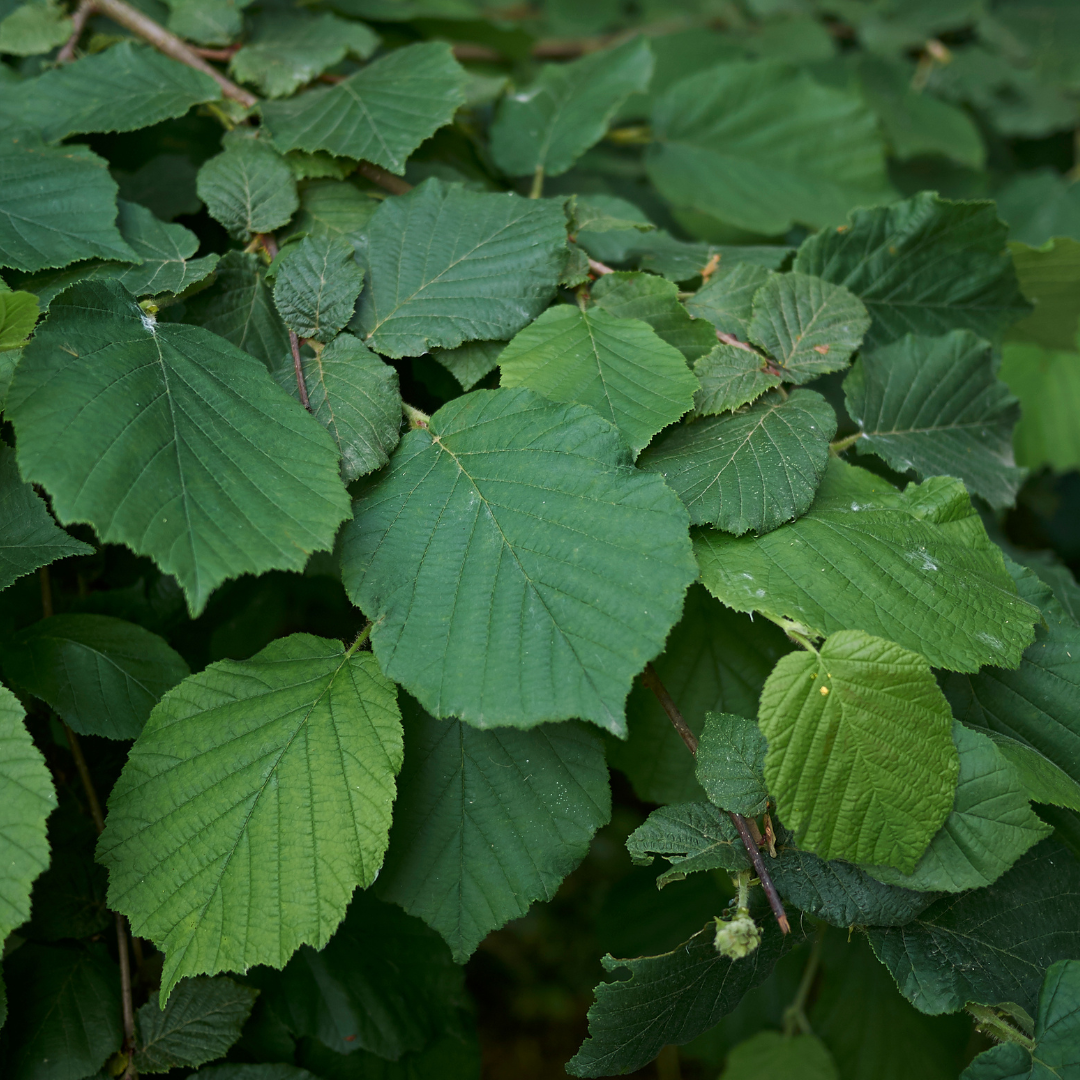 Corylus avellana