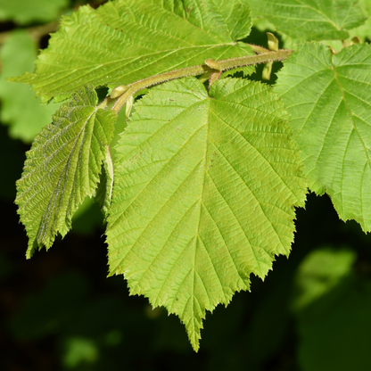 Corylus avellana