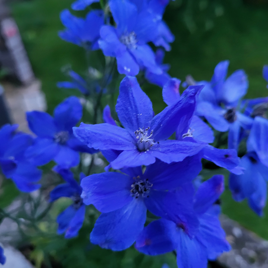 Delphinium grandiflorum "Blauer Zwerg"