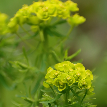 Euphorbia cyparissias