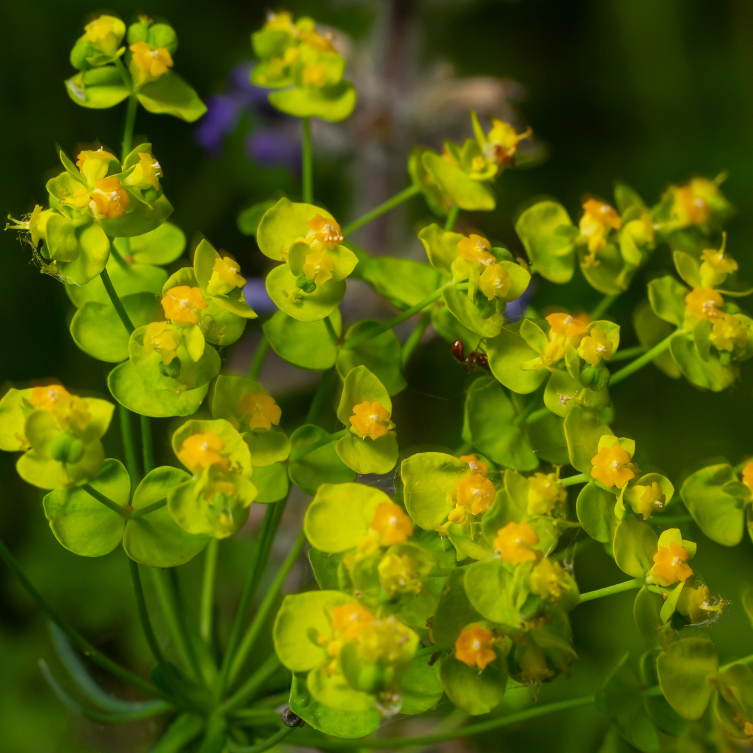 Euphorbia cyparissias