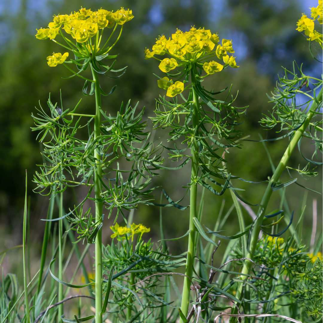 Euphorbia cyparissias