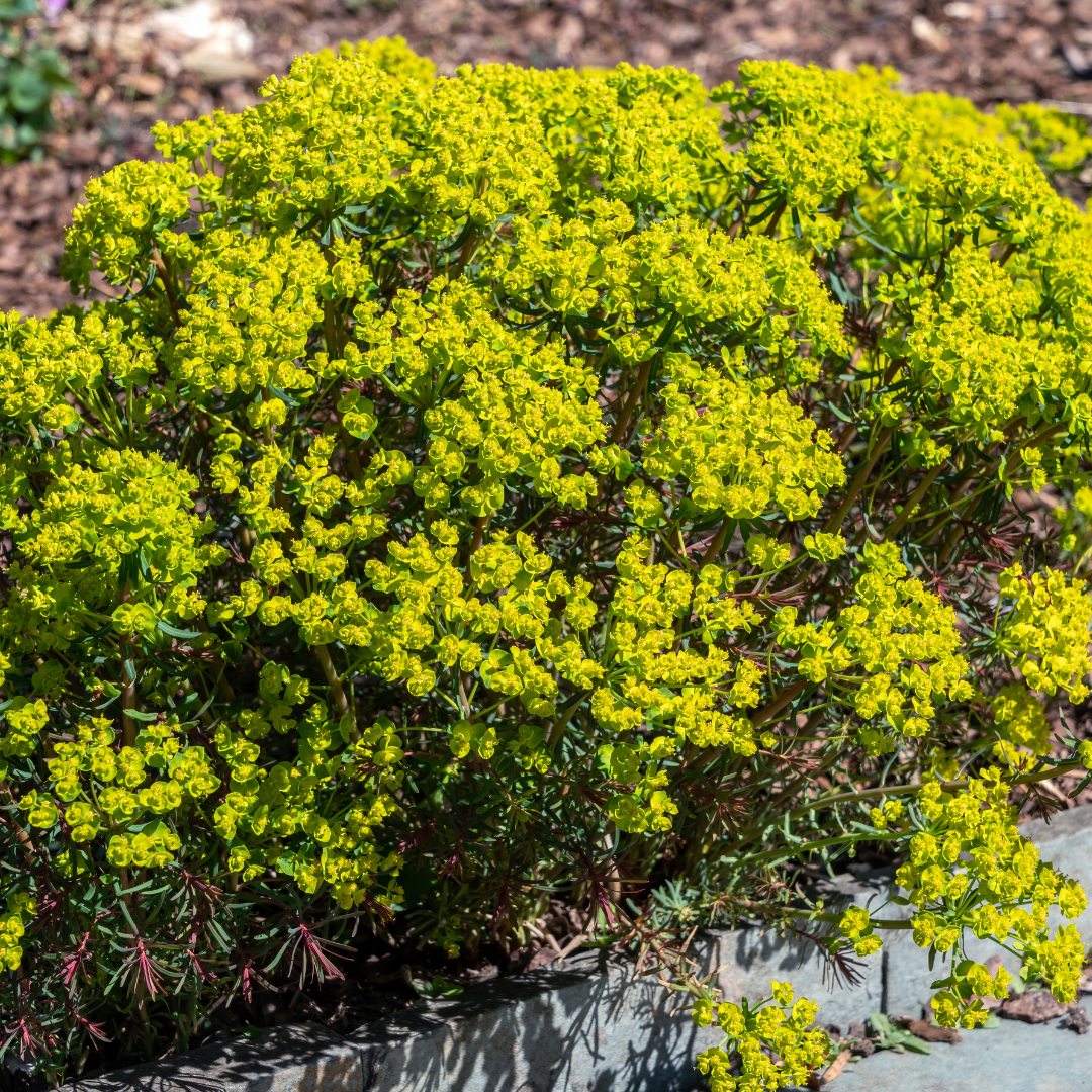 Euphorbia cyparissias