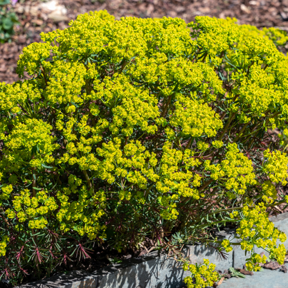 Euphorbia cyparissias