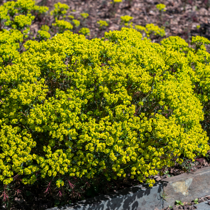 Euphorbia cyparissias