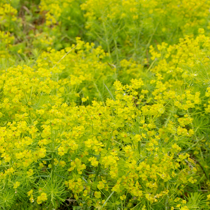 Euphorbia cyparissias