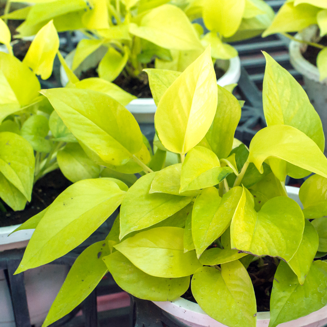 Epipremnum Golden Pothos