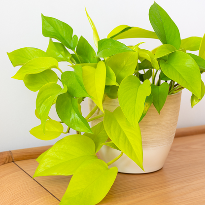 Epipremnum Golden Pothos