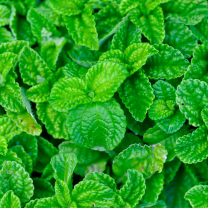 Mentha espèces fraise menthe