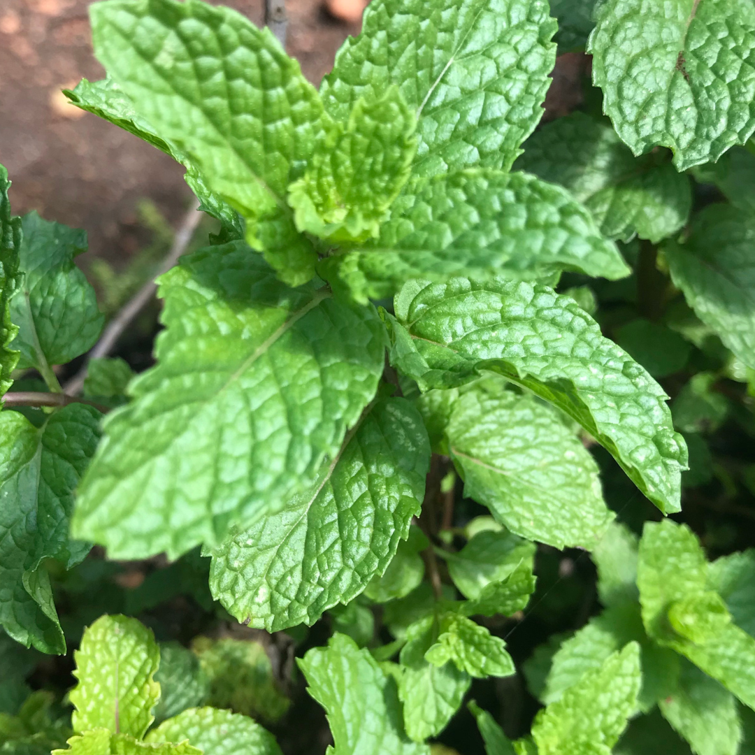 Mentha espèces fraise menthe