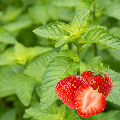 Mentha espèces fraise menthe