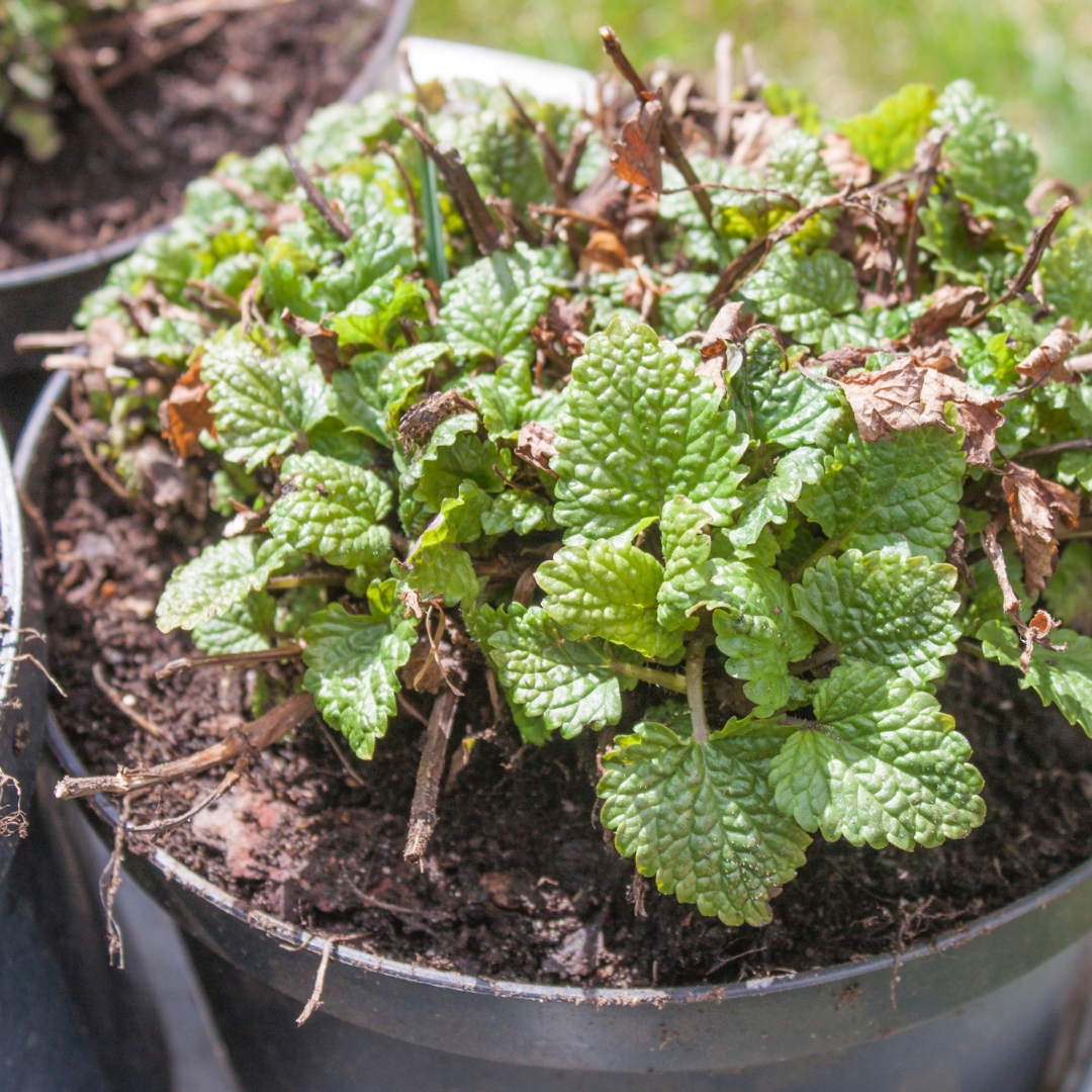 Mentha espèces fraise menthe