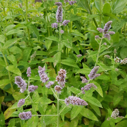 Mentha espèces fraise menthe