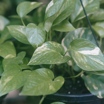 Epipremnum aureum