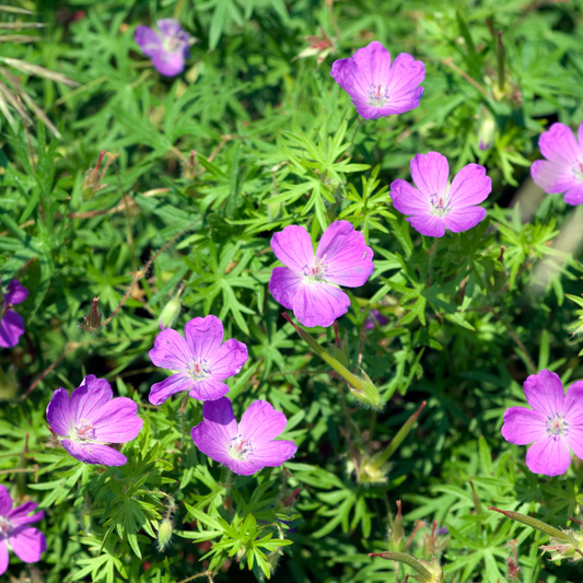 Geranium sanguineum Tiny Monster